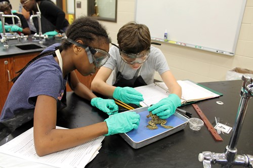 dissecting frogs
