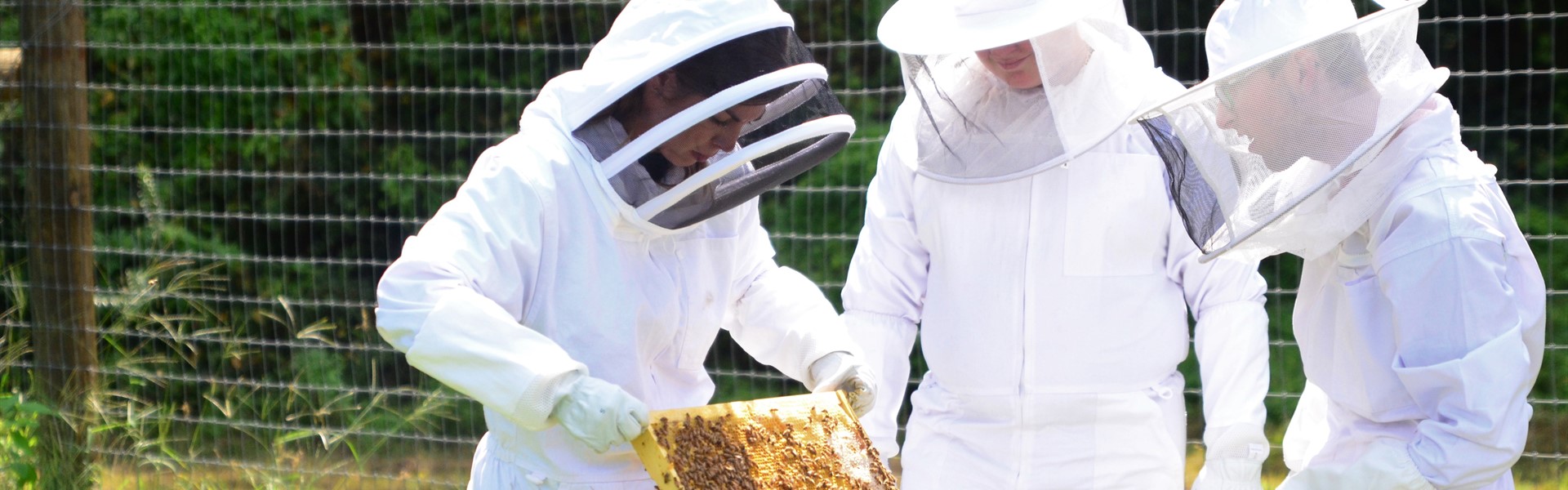 TCCHS "bees raising bees"