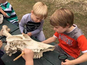 Junior paleontologists studying bones!